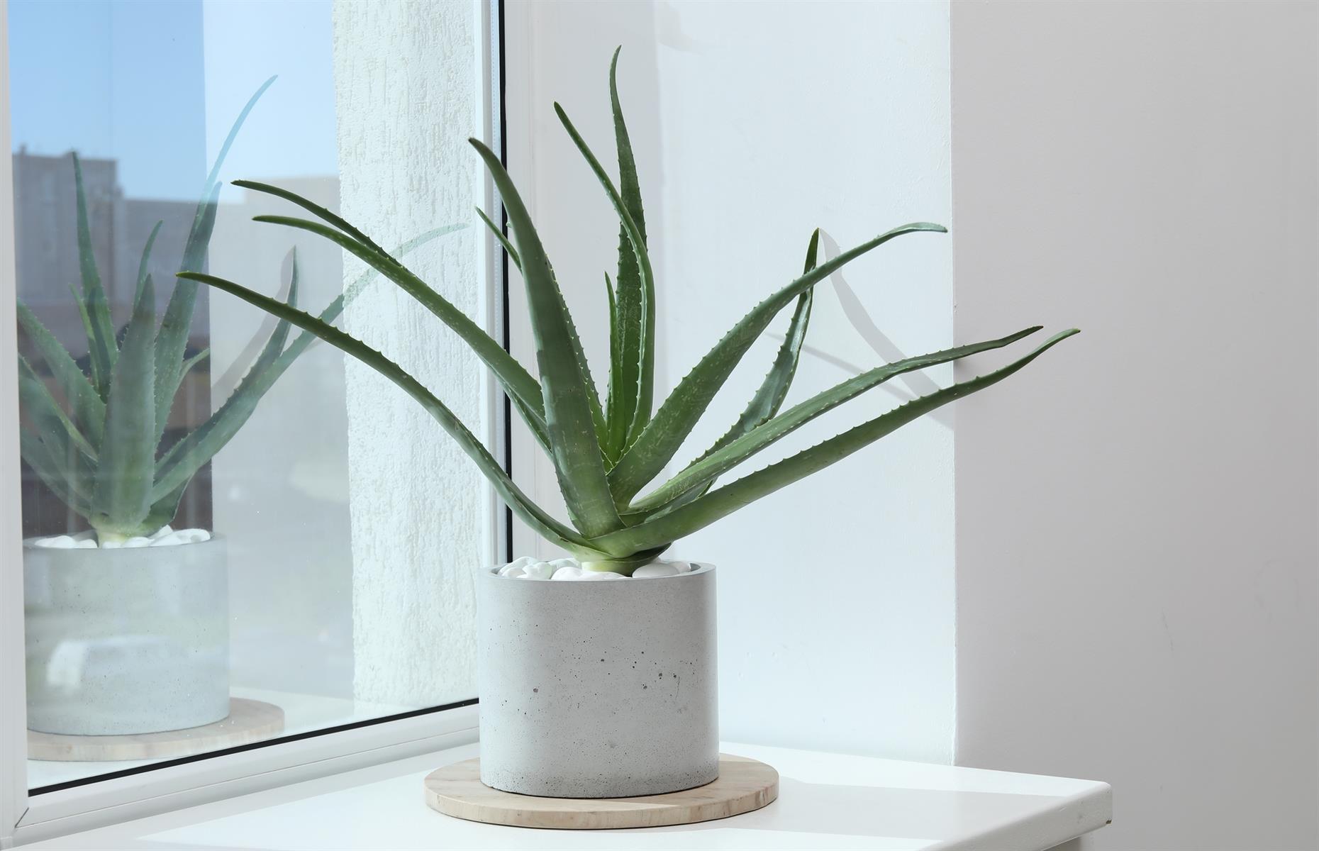 Toxic plant: aloe vera (Aloe barbadensis)